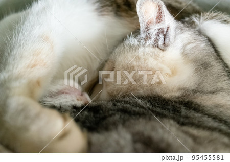 cat sleep with her daughter cat sleep with her daughter 95455581