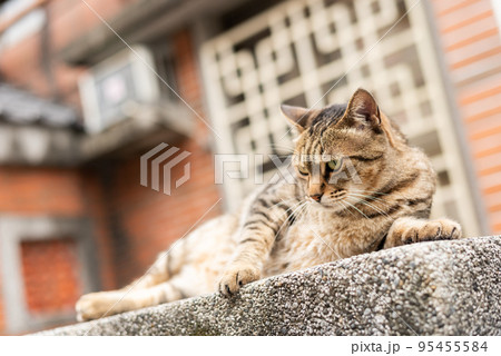 stray fat tabby cat sit on a pillar 95455584
