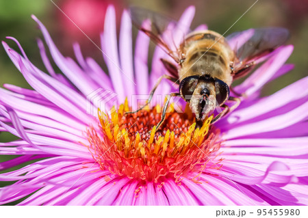 Worker bee on pink aster flowers in autumn garden on a sunny day Worker bee on pink aster flowers in autumn garden on a sunny day 95455980