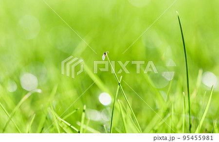 Texture, background, pattern of green grass with an insect. Bokeh with light reflection. Natural backdrop 95455981