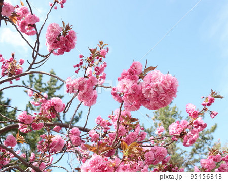 八重桜 八重桜 95456343