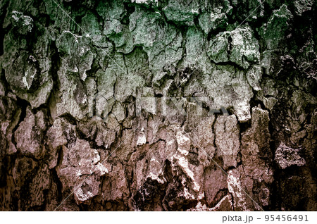 grunge gray and green tree bark abstract texture background 95456491