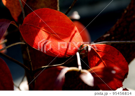 紅葉したハナミズキの葉 紅葉したハナミズキの葉 95456814