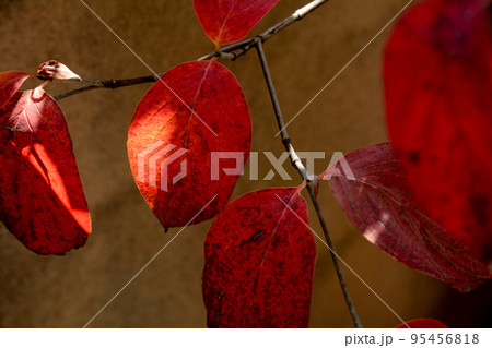 紅葉したハナミズキの葉 紅葉したハナミズキの葉 95456818