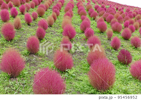紅葉したコキア　箱館山コキアパーク　滋賀県 95456952