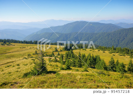 green nature environment of trascarpathia. beautiful scenery in mountains of chornohora ridge in summer. landscape with spruce forest on the hill on a sunny day green nature environment of trascarpathia. beautiful scenery in mountains of chornohora ridge in summer. landscape with spruce forest on the hill on a sunny day 95457218