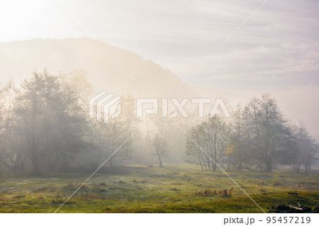 mountainous rural landscape on a misty sunrise. gorgeous fall nature scenery with deciduous forest behind the grassy meadow in hoar. majestic sunny morning in transcarpathia region mountainous rural landscape on a misty sunrise. gorgeous fall nature scenery with deciduous forest behind the grassy meadow in hoar. majestic sunny morning in transcarpathia region 95457219