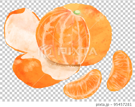 皮がむけているみかんのイラスト 手描き 水彩風のイラスト素材