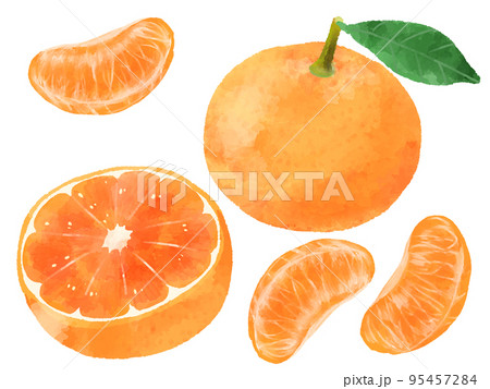 みかんのイラスト　手描き　水彩風 95457284