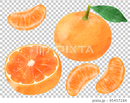 Mandarin orange illustration, hand-drawn, watercolor style 95457284