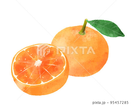 みかんのイラスト 手描き 水彩風のイラスト素材 [95457285] - PIXTA