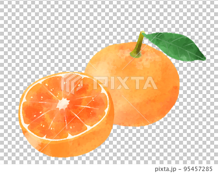 みかんのイラスト 手描き 水彩風のイラスト素材 [95457285] - PIXTA