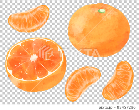 手描きイラスト◆みかん様用頁◆ みかんのイラスト 手描き 水彩風 Stock Illustration | Adobe Stock