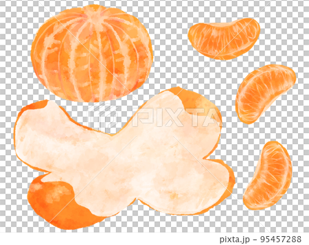 手繪水彩風格的橘子剝皮插圖 手繪水彩風格的橘子剝皮插圖 95457288