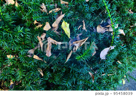 庭の蜘蛛の巣と葉っぱ 95458039