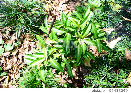 庭先の植物 庭先の植物 95458040