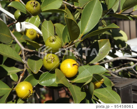 色付き始めたトロピカルフルーツヒメグァバの実 色付き始めたトロピカルフルーツヒメグァバの実 95458061