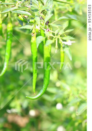 唐辛子(トウガラシ)の花と実 唐辛子(トウガラシ)の花と実 95458503