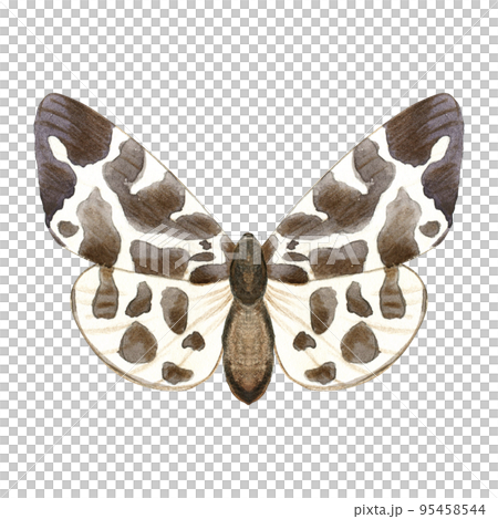 Watercolor illustration of brown butterfly or moth. Hand drawn flying insects. Element for packaging design, stationary card, label. Watercolor illustration of brown butterfly or moth. Hand drawn flying insects. Element for packaging design, stationary card, label. 95458544