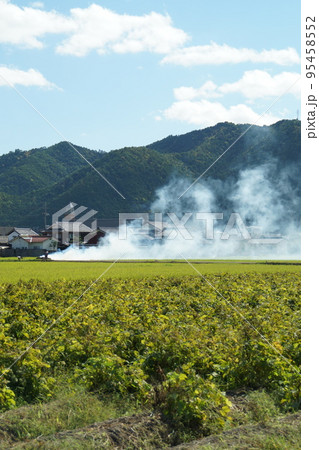 枝豆収穫後の葉や茎を焼く煙　丹波黒　丹波篠山　10月中旬 95458552