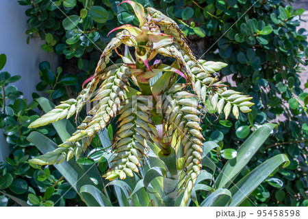 クイーンズランドの湿潤熱帯地域 95458598