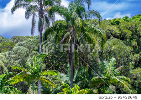 クイーンズランドの湿潤熱帯地域 95458649