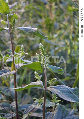 イノコヅチ・2022年9月　 95458811