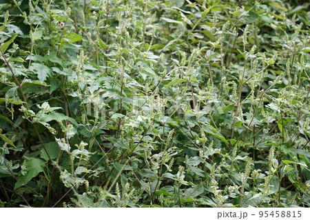 イノコヅチ・2022年9月　 95458815