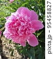 Pink peony flower. 95458827