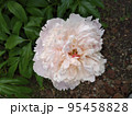 Light pink peony flower close up. 95458828