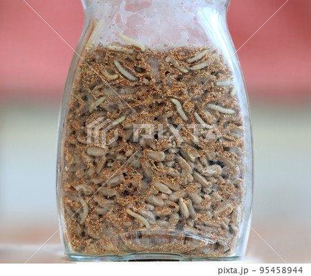 Glass with sunflower seeds full of Indianmeal moth larvae, Plodia interpunctella 95458944