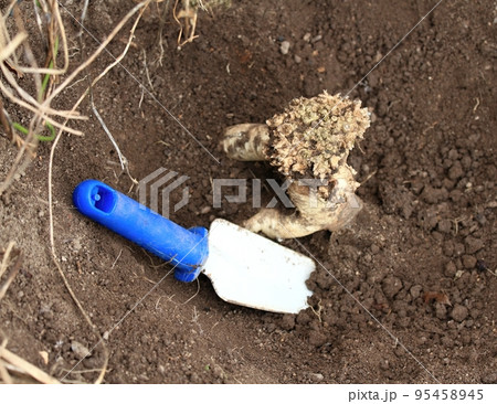 Dang Shen plant or Poor Man's Ginseng, lat.  Codonopsis Pilosula (Syn Codonopsis Sylvestris) 95458945