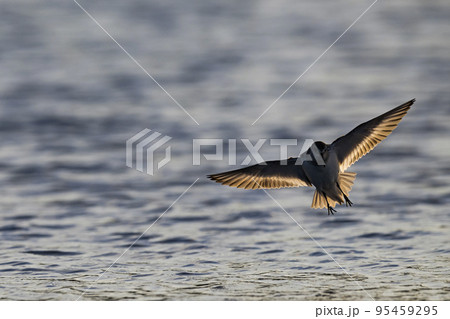 着地するハマシギ 95459295