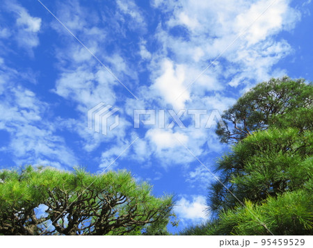 松と青空 95459529
