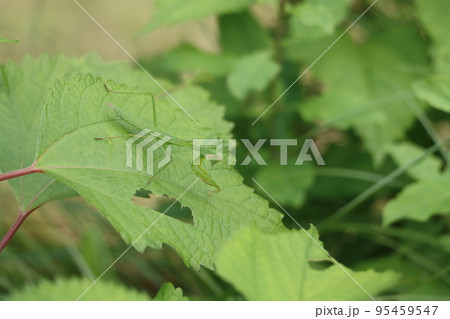 葉っぱの上のカマキリ 95459547