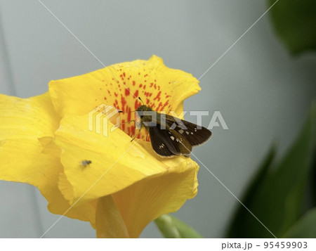 花にとまるセセリチョウ 花にとまるセセリチョウ 95459903