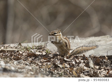 自然 リス 哺乳動物 95460083