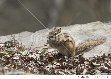 自然 リス 哺乳動物 95460084