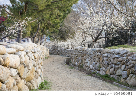 自然 風景 梅 95460091