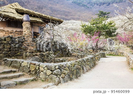 自然 風景 梅 95460099