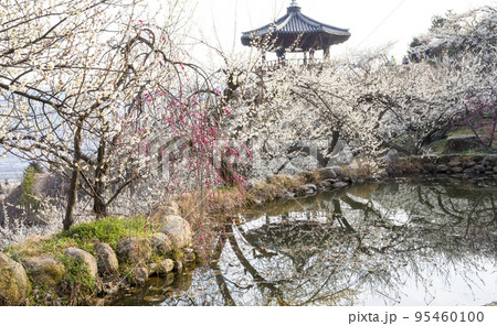 自然 風景 梅 95460100