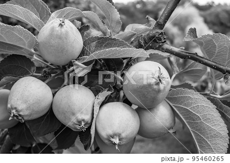 Photography on theme beautiful fruit branch apple tree Photography on theme beautiful fruit branch apple tree 95460265