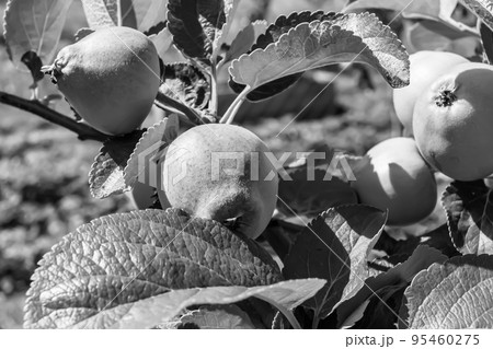 Photography on theme beautiful fruit branch apple tree Photography on theme beautiful fruit branch apple tree 95460275