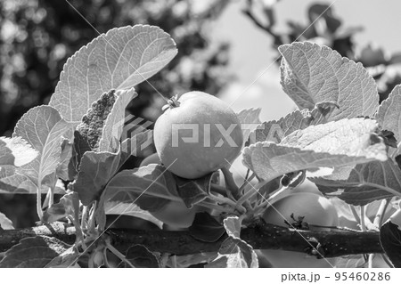 Photography on theme beautiful fruit branch apple tree 95460286