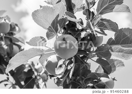 Photography on theme beautiful fruit branch apple tree Photography on theme beautiful fruit branch apple tree 95460288