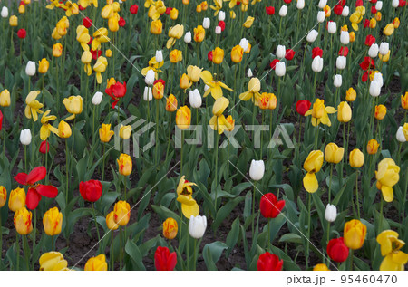 Spring lawn with colorful tulips Spring lawn with colorful tulips 95460470