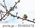 メジロ 95460478