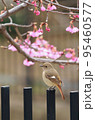 ジョウビタキと河津桜 95460577