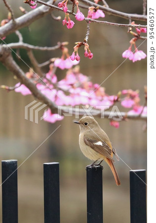 ジョウビタキと河津桜 ジョウビタキと河津桜 95460577
