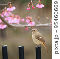 ジョウビタキと河津桜 95460669